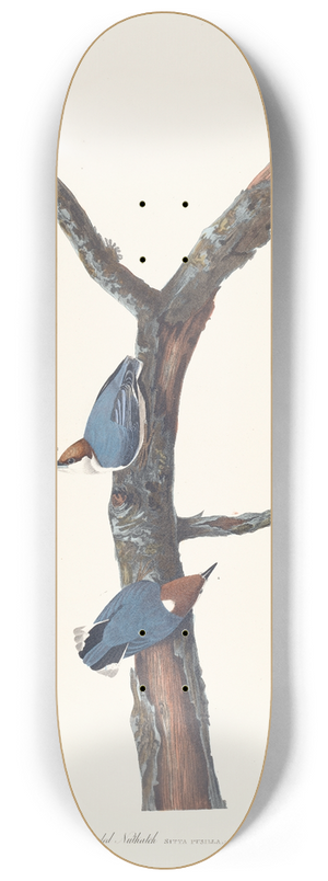 John James Audubon - Brown-headed nuthatch 8.25 inch art skate deck