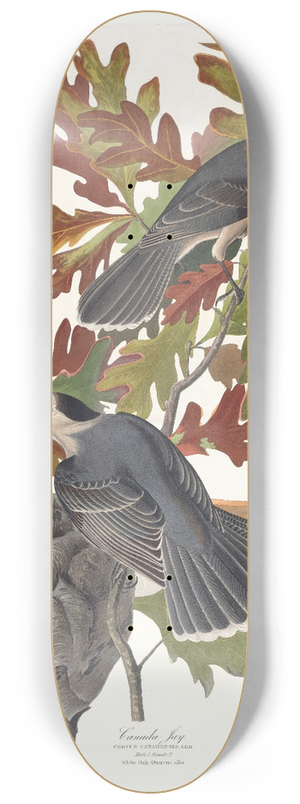 John James Audubon - Canada jay 8.25 inch art skate deck