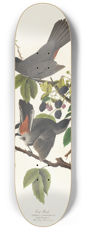 John James Audubon - Cat bird 8.25 inch art skate deck