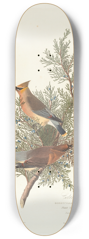 John James Audubon - Cedar bird 8.25 inch art skate deck