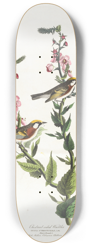 John James Audubon - Chestnut-sided warbler 8.25 inch art skate deck