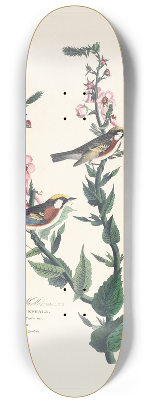 John James Audubon - Chestnut sided warbler 8.25 inch art skate deck