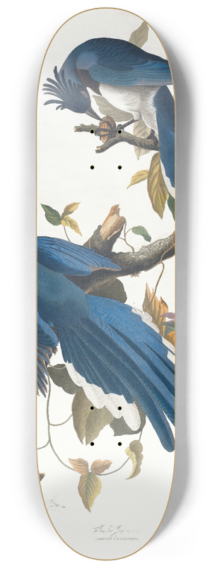 John James Audubon - Columbia jay 8.25 inch art skate deck