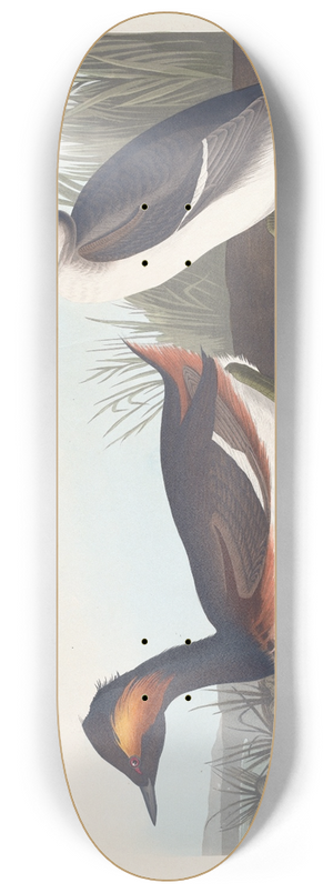 John James Audubon - Eared grebe 8.25 inch art skate deck