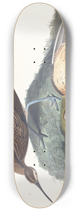 John James Audubon - Esquimaux curlew 8.25 inch art skate deck