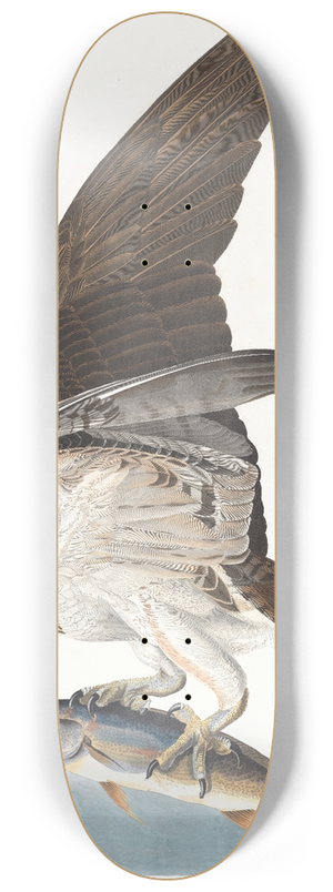 John James Audubon - Fish hawk or osprey 8.25 inch art skate deck