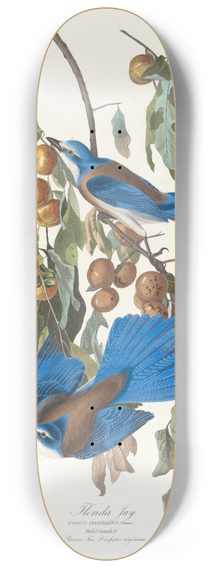 John James Audubon - Florida jay 8.25 inch art skate deck