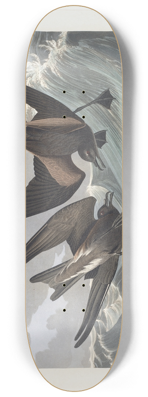 John James Audubon - Fork-tail petrel 8.25 inch art skate deck