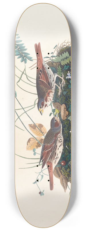 John James Audubon - Fox-coloured sparrow 8.25 inch art skate deck