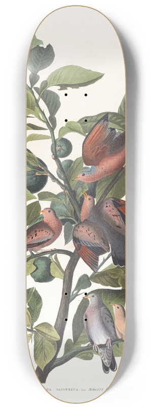 John James Audubon - Ground dove 8.25 inch art skate deck