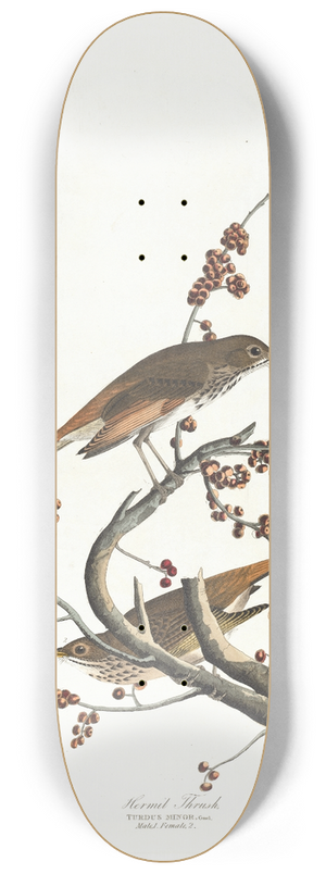 John James Audubon - Hermit thrush 8.25 inch art skate deck