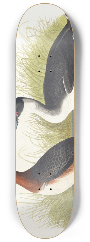 John James Audubon - Horned grebe 8.25 inch art skate deck