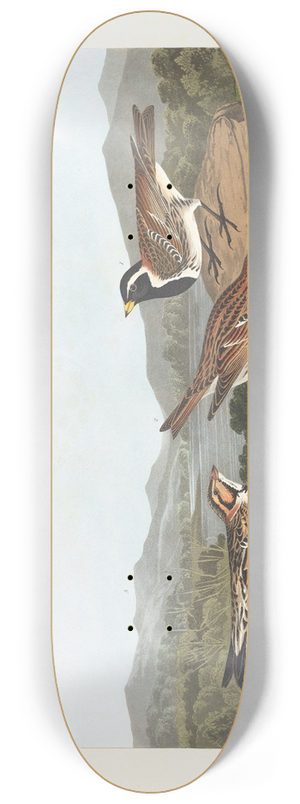 John James Audubon - Lapland long-spur 8.25 inch art skate deck