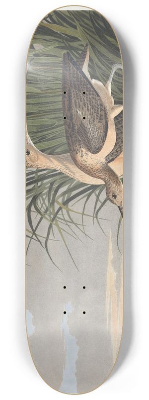 John James Audubon - Long-billed curlew 8.25 inch art skate deck