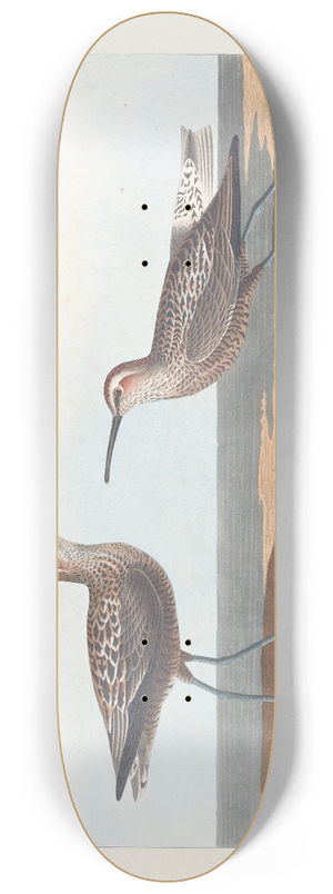 John James Audubon - Long-legged sandpiper 8.25 inch art skate deck