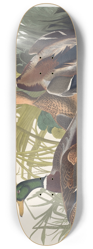 John James Audubon - Mallard duck 8.25 inch art skate deck