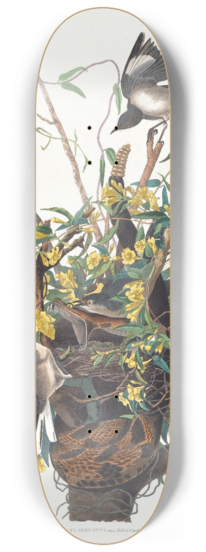 John James Audubon - Mocking bird 8.25 inch art skate deck