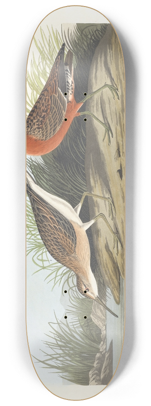 John James Audubon - Pigmy curlew 8.25 inch art skate deck