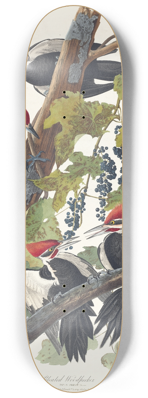 John James Audubon - Pileated woodpecker 8.25 inch art skate deck