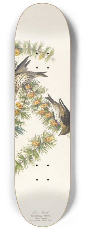 John James Audubon - Pine finch 8.25 inch art skate deck