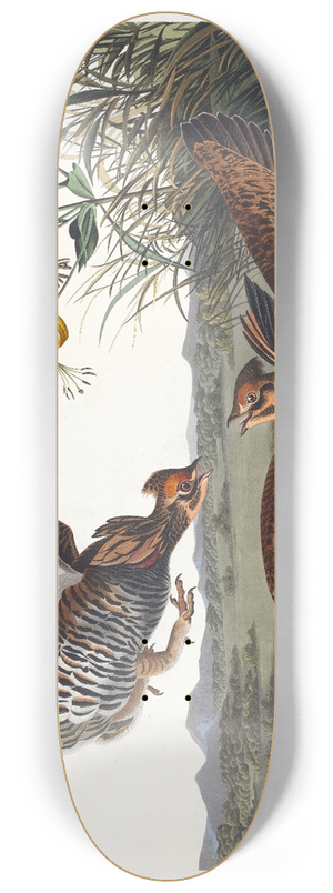 John James Audubon - Pinnated grous 8.25 inch art skate deck