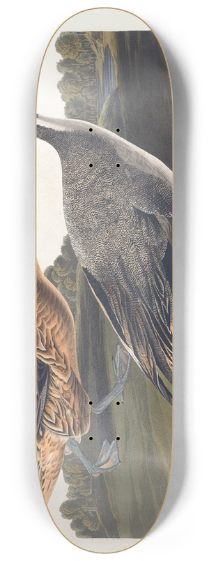 John James Audubon - Pin tailed duck 8.25 inch art skate deck