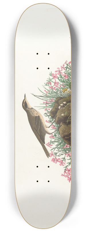 John James Audubon - Prairie titlark 8.25 inch art skate deck