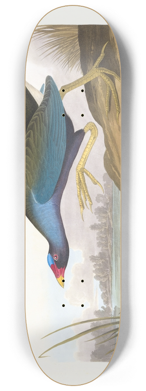 John James Audubon - Purple gallinule 8.25 inch art skate deck