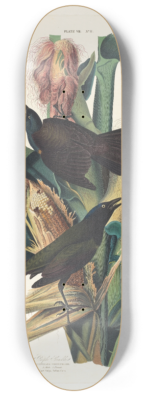 John James Audubon - Purple grackle 8.25 inch art skate deck