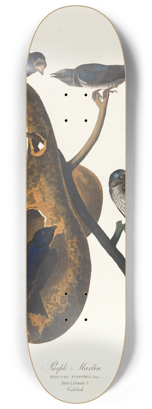 John James Audubon - Purple martin 8.25 inch art skate deck
