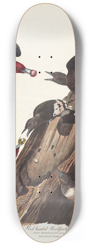 John James Audubon - Red headed woodpecker 8.25 inch art skate deck