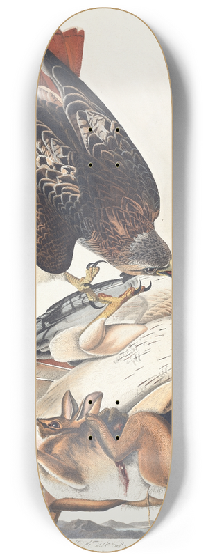 John James Audubon - Red tailed hawk 8.25 inch art skate deck