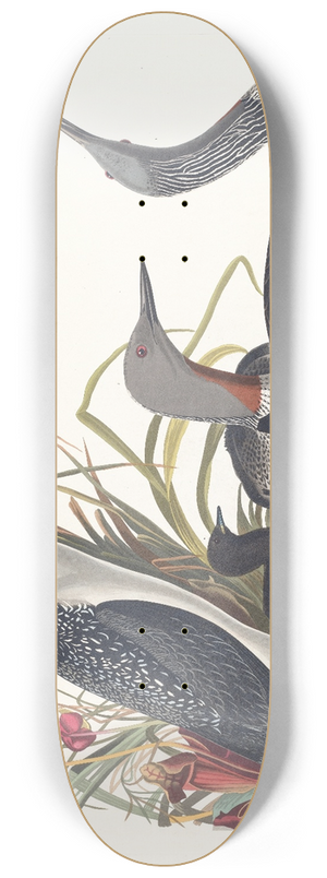 John James Audubon - Red-throated diver 8.25 inch art skate deck