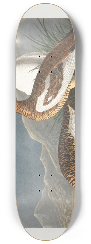 John James Audubon - Rock grous 8.25 inch art skate deck