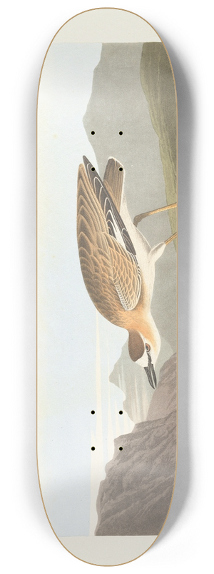 John James Audubon - Rocky mountain plover 8.25 inch art skate deck