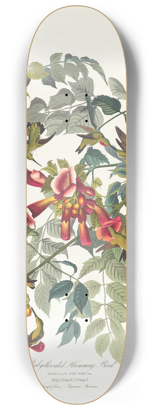 John James Audubon - Ruby-throated humming bird 8.25 inch art skate deck