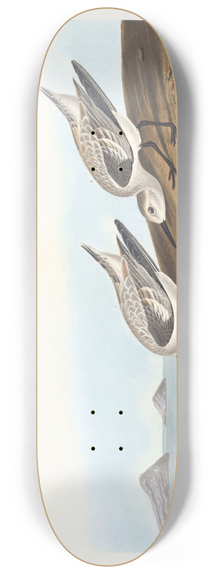 John James Audubon - Ruddy plover 8.25 inch art skate deck