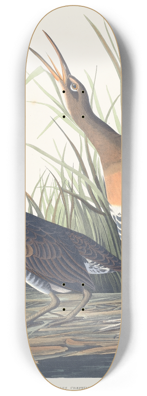John James Audubon - Salt water marsh hen 8.25 inch art skate deck