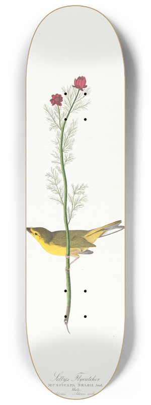 John James Audubon - Selbys flycatcher 8.25 inch art skate deck