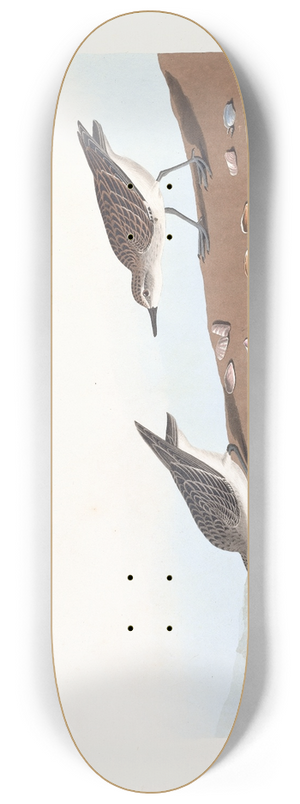 John James Audubon - Semipalmated sandpiper 8.25 inch art skate deck
