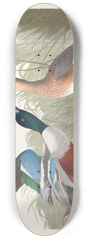 John James Audubon - Shoveller duck 8.25 inch art skate deck