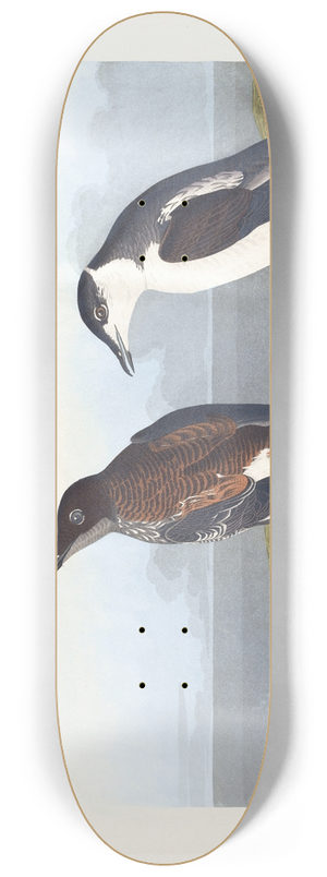 John James Audubon - Slender-billed guillemot 8.25 inch art skate deck