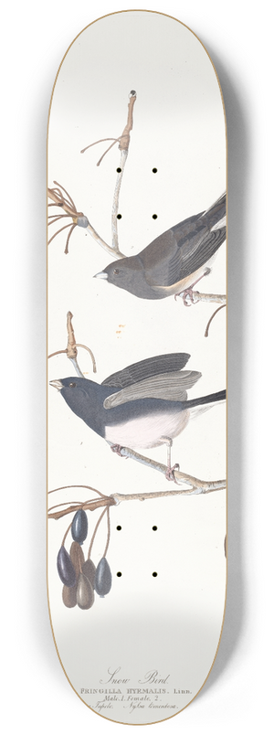 John James Audubon - Snow bird 8.25 inch art skate deck