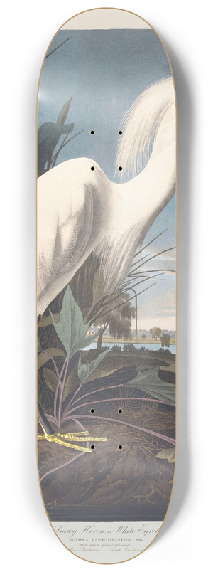 John James Audubon - Snowy heron or white egret 8.25 inch art skate deck