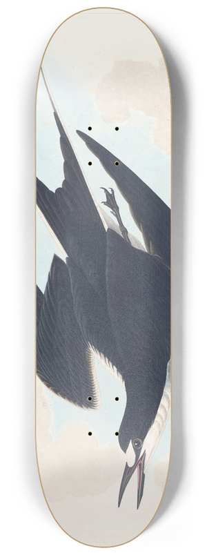 John James Audubon - Sooty tern 8.25 inch art skate deck