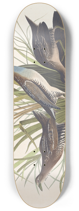 John James Audubon - Sora or rail 8.25 inch art skate deck