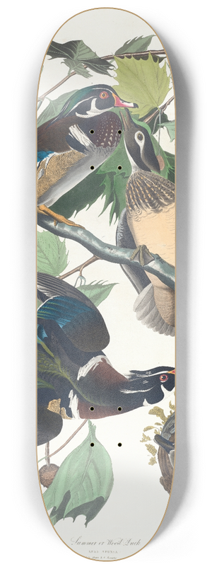 John James Audubon - Summer or wood duck 8.25 inch art skate deck