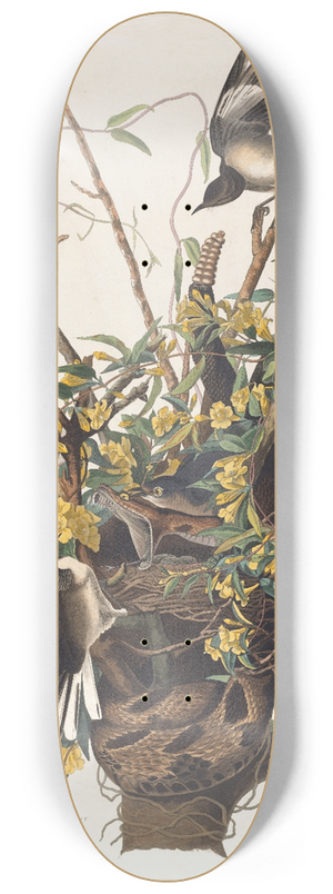 John James Audubon - The mocking bird 8.25 inch art skate deck