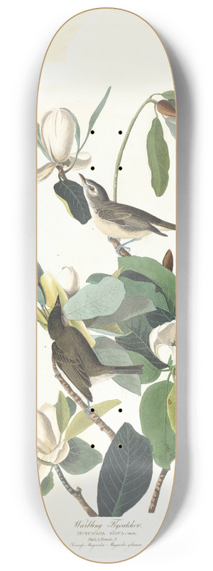 John James Audubon - Warbling flycatcher 8.25 inch art skate deck