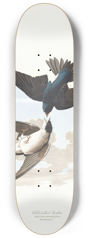John James Audubon - White-bellied swallow 8.25 inch art skate deck